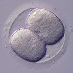 Photo de blastocyste au deuxième jour de la fécondation