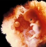 Photo d'embryon à la septième semaine